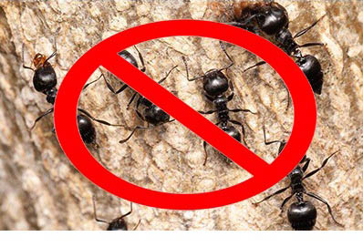 Ants Pest Control Services