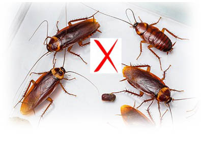 Cockroach Pest Control Services