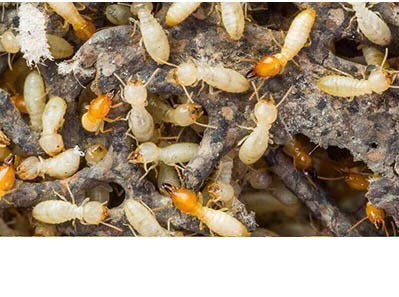 Termite Pest Control Services